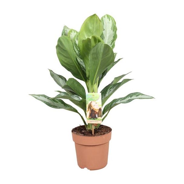 Chinesischer Immergrün - Aglaonema Silver Bay - 55 cm - Zimmerpflanze