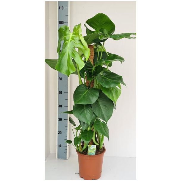 Gartenplan mit Moosstab, Grüne Zimmerpflanze, Tropisch, Monstera Deliciosa - Ø19cm - ↕80cm