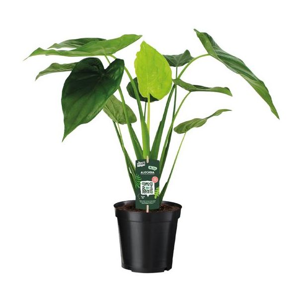 Kopfschutz-Alokasie - Ø19cm - ↕55cm