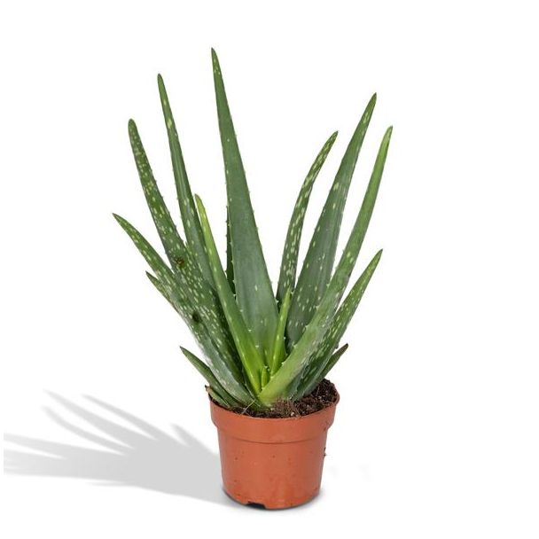 2 Stück Aloe Vera, Ø12cm - ↕40cm, Grüne Pflanze, Medizinische Eigenschaften