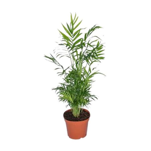 Mexikanische Zwergpalme, Zimmerpflanze, Palme, Chamaedorea elegans - Ø17 - ↨55cm