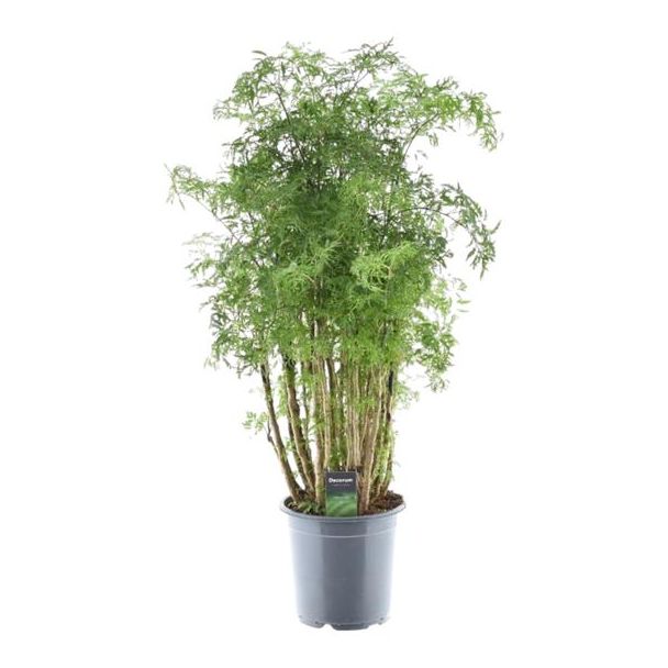 Exotische Zimmerpflanze Polyscias Hawaiiana Ming mit auffälliger Ming-förmiger Wuchsform, 100 cm hoch, Ø24cm
