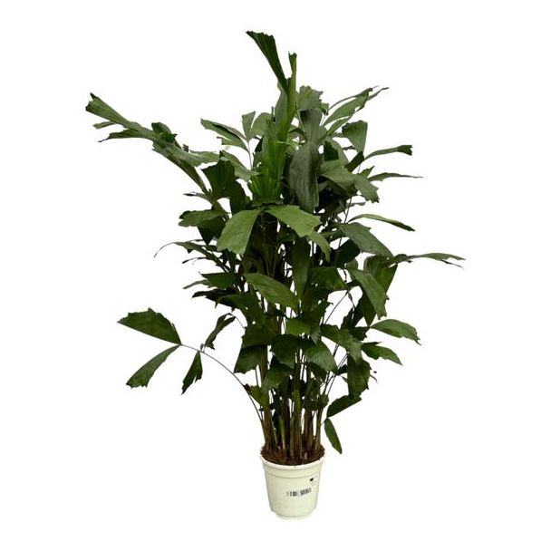 Clusterfächerpalme für drinnen (Caryota Mitis), 120 cm hoch, Ø19cm