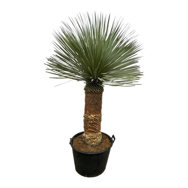 Blaues oder scharfes Yucca (Yucca Rostrata) - 140 cm - Ø50cm