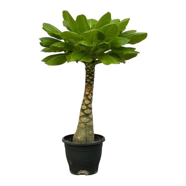 Exotische Zimmerpflanze Birghamia insignis (Hawaiianische Palme), 30 cm hoch, Ø12 cm