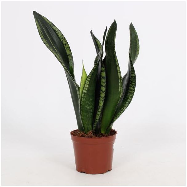 Schwiegermutterzunge, Sansevieria Whitney 12cm - Ø12cm - ↕27cm