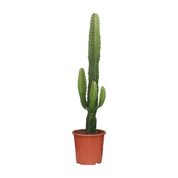 Euphorbia Acrurensis Kaktus - 70 cm hoch - Wüstenartige Zimmerpflanze Ø17cm