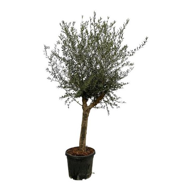 Olivenbaum, etwa 220 cm hoch und 45 cm Durchmesser, wenig Pflegebedarf.