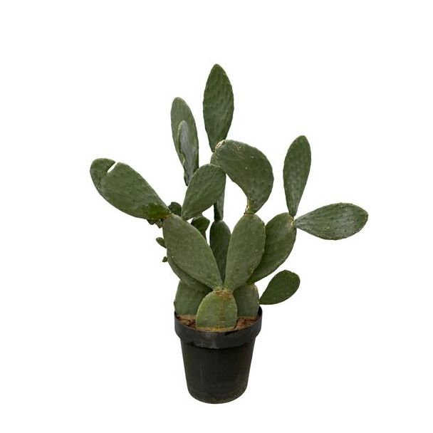 Auffälliger Feigenkaktus mit einer Höhe von 140 cm (Opuntia Ficus Indica), Ø50cm