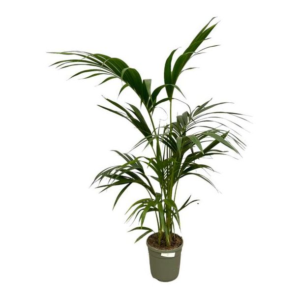 Elegante Zimmerpflanze Kentia-Palme, 130 cm Höhe, Ø21 cm