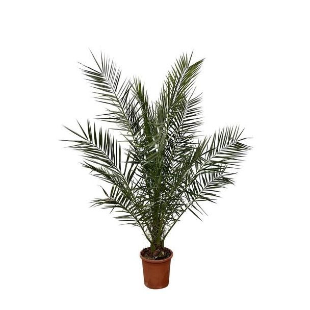 Kanaren-Dattelpalme (Phoenix canariensis), etwa 180 cm hoch