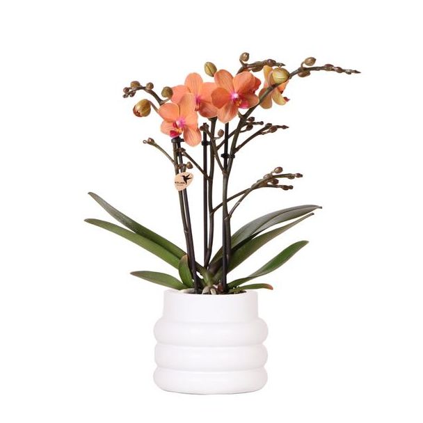 Schmetterlingsorchidee Mineral Bolzano, Bubble-Topf Weiß, Farbe Orange, Blühende Zimmerpflanze, Phalaenopsis-Orchideen, Topfgröße Ø9cm