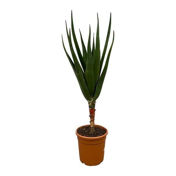 Zimmerpflanze Aloe Barberae, 140 cm hoch, Ø30 cm