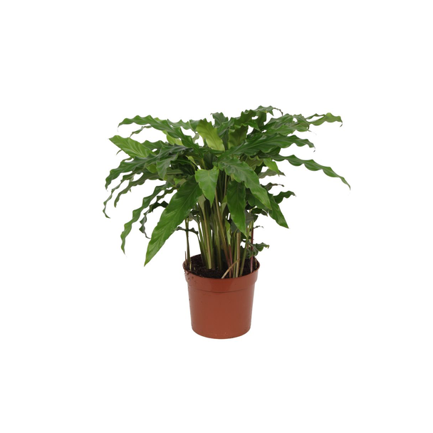 Pfauenpflanze Calathea Bluegrass für das Wohnzimmer, ca. 40 cm hoch, Ø12cm