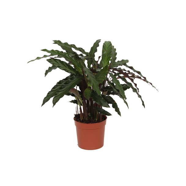 40 cm hohe Pfauenpflanze Calathea Elgergrass, Ø12cm