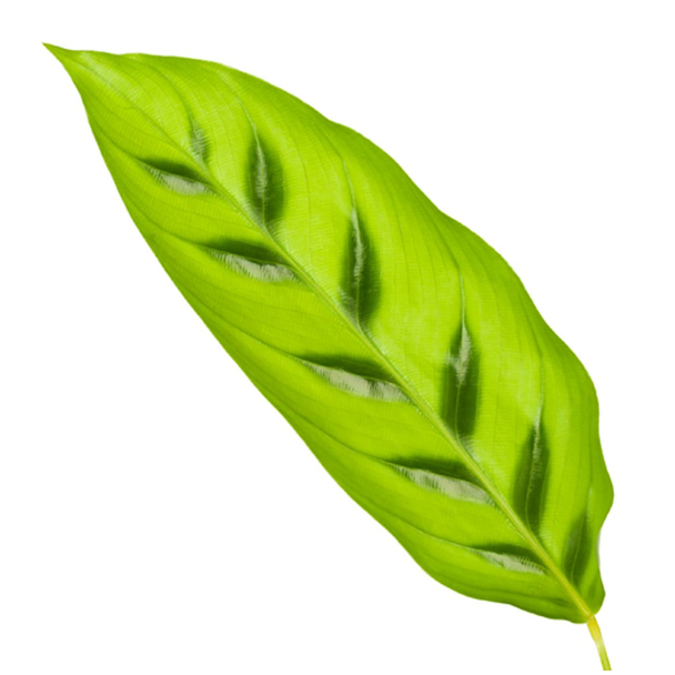 Lichtgrüne Zimmerpflanze Calathea Leopardina, Ø12cm, 40 cm hoch
