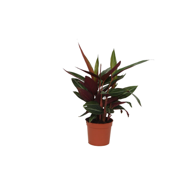 Pfauenpflanze 40 cm hoch, Calathea Stripestar für drinnen, Ø12cm