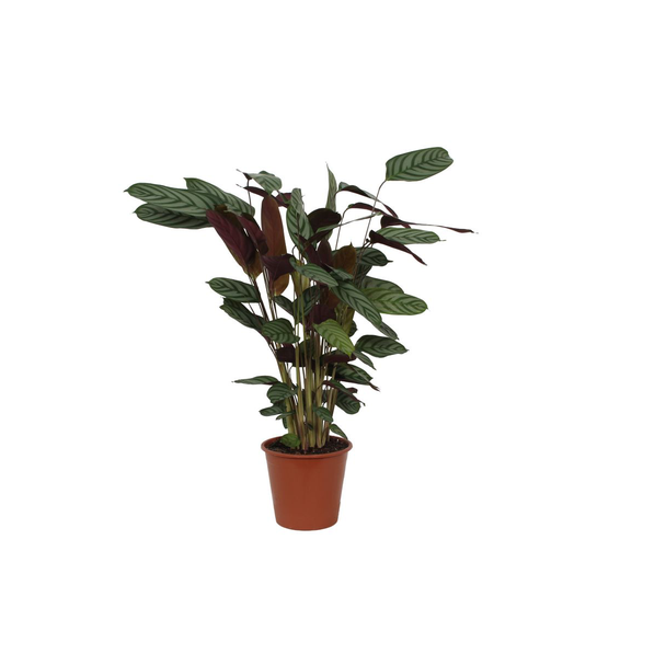 80 cm hohe Calathea Compactstar Pfauenpflanze für Ihr Zuhause, Ø19 cm
