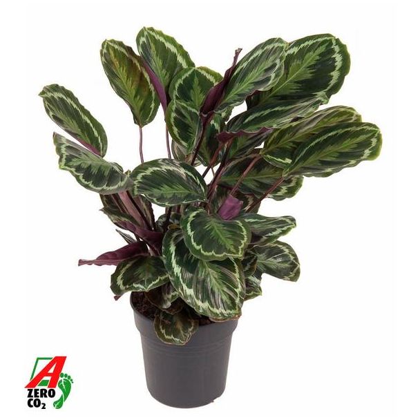 Auffällige Zimmerpflanze Calathea Medaillon von ca. 80 cm, Ø19cm
