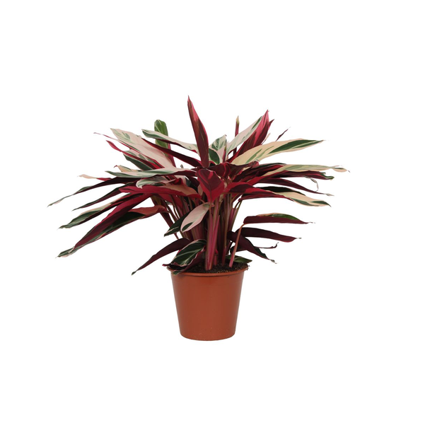 Bunte Zimmerpflanze Stromanthe Triostar, Schattenpflanze (Calathea), 80 cm hoch, Ø19cm