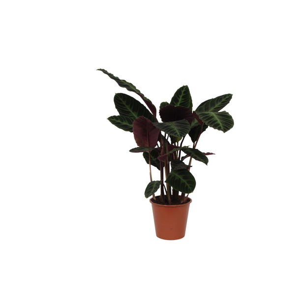 Pfauenpflanze mit lila-grünen Blättern, 80 cm hoch, Ø19 cm, Calathea warscewiczii