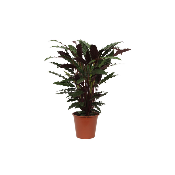 Kamerpflanze Calathea Wavestar, auch bekannt als Pfauenpflanze, 80 cm hoch, Ø19 cm