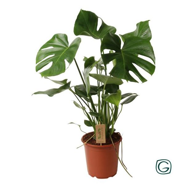 Die Fensterblattpflanze, Grüne Zimmerpflanze, Tropisch, Monstera Deliciosa P21 - Ø21cm - ↕60cm