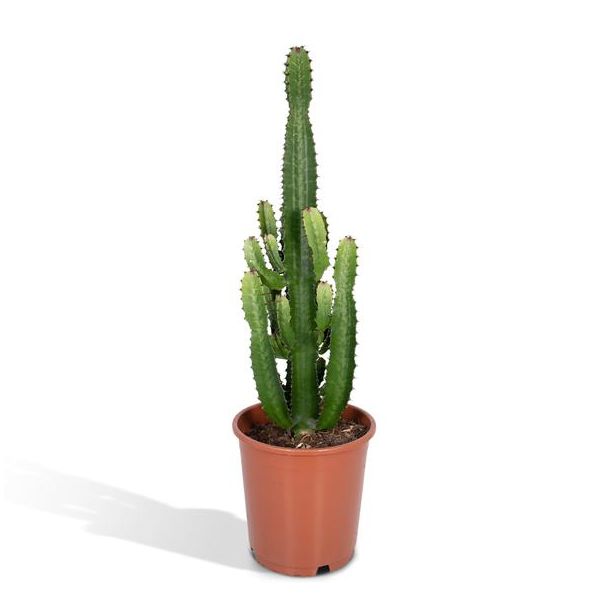 Euphorbia Acrurensis - Zimmerpflanze - stachelige Pflanze für drinnen - ↕60cm