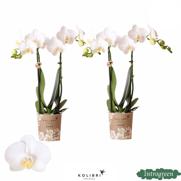 2 Stück Weiße Schmetterlingspracht: Orchidee Amabilis, Ø9cm Topf, Schmetterlingsorchidee, 35 cm hoch
