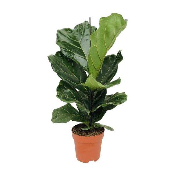 Geigenfeige, Tropische Zimmerpflanze, Ficus Lyrata Ø17-75cm hoch