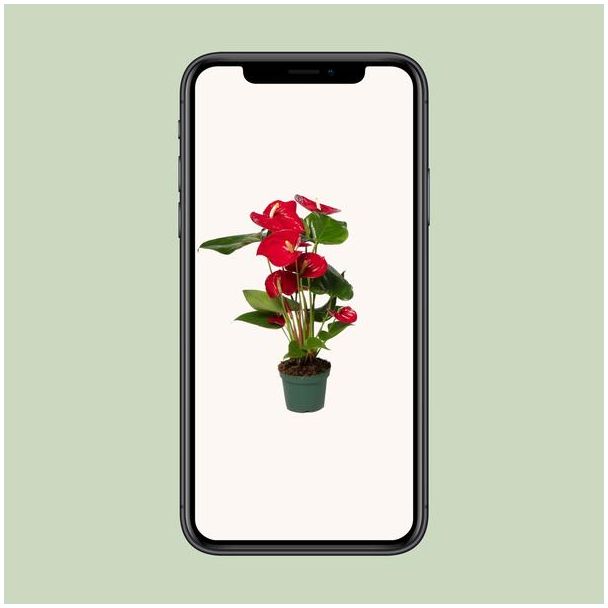 Anthurium Red - Ø12cm - ↕40cm