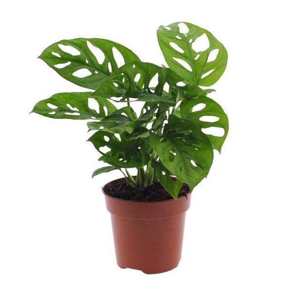 2 Stück Fensterblatt, Grüne Zimmerpflanze, Tropisch, Monstera Deliciosa - Ø12cm - ↕30cm