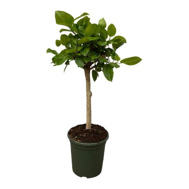 Ficus Altissimo variegata - Zimmerfeige - 120 cm - Zimmerpflanze auf Stamm - Ø33cm