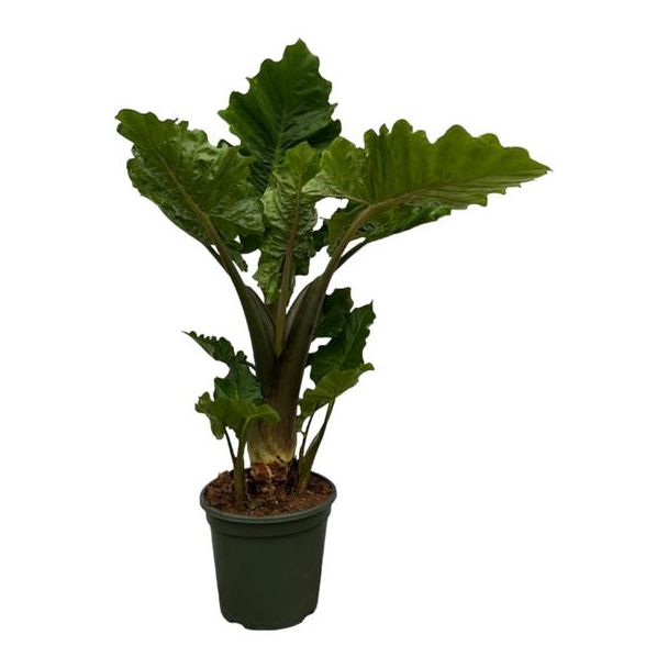 75 cm hohe tropische Zimmerpflanze Alocasia Low Rider - Ø26cm