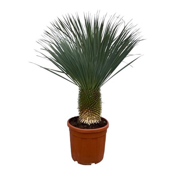 Blaues oder scharfes Yucca (Yucca Rostrata), Schnabel-Yucca, Palme, Tropische Ausstrahlung, Yucca Rostrata - 160 cm - Ø50 cm