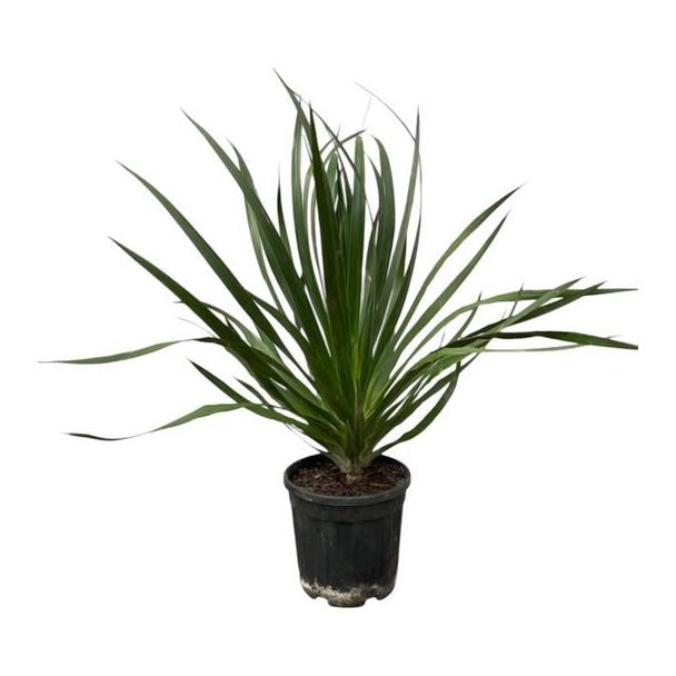 Drachenblutbaum, Zimmerpflanze, Gartenpflanze, Tropenpflanze, Dracaena Draco - 100 cm - Ø24cm