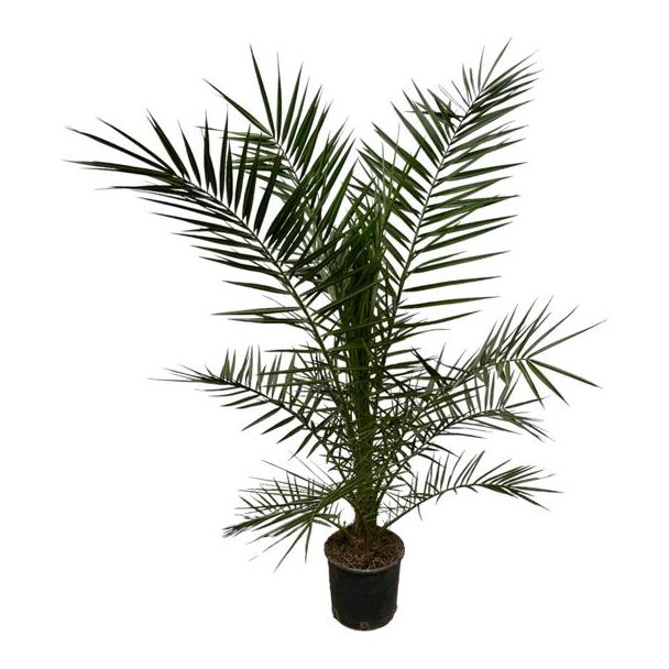 Die Kanarische Dattelpalme, Tropische, Exotische Ausstrahlung, Palmbaum, Phoenix canariensis - 160 cm - Ø22 cm