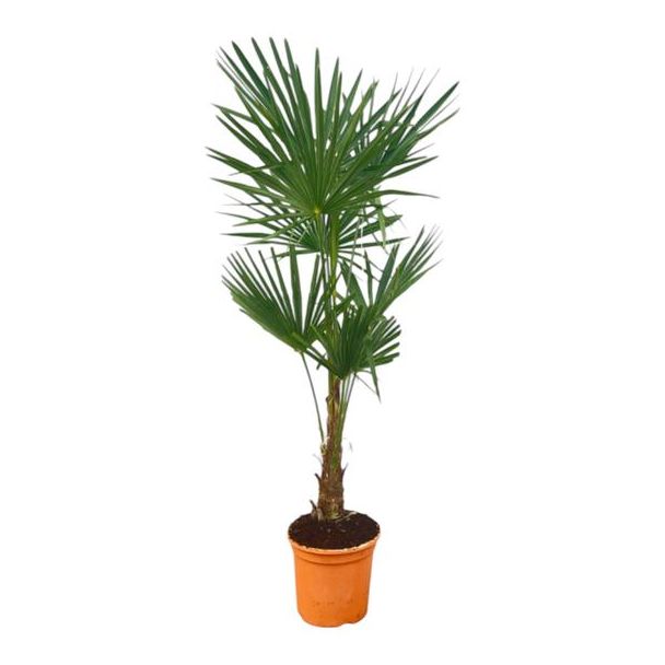 Chinesische Fächerpalme - Trachycarpus fortunei ca. 130 cm hoch - Ø 27 cm