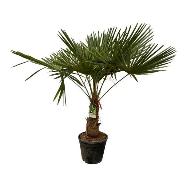 Chinesische Fächerpalme - Trachycarpus fortunei ca. 180-200 cm - Ø 40 cm