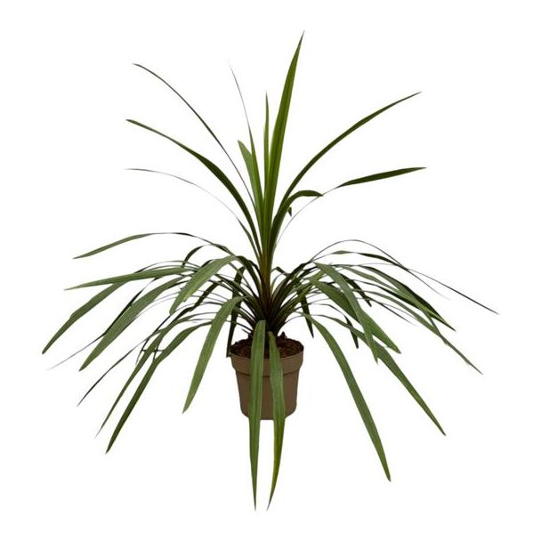 Pflegeleichte Gartenpflanze Cordyline Peko, 90 cm hohe Kohlpalme, Ø24 cm