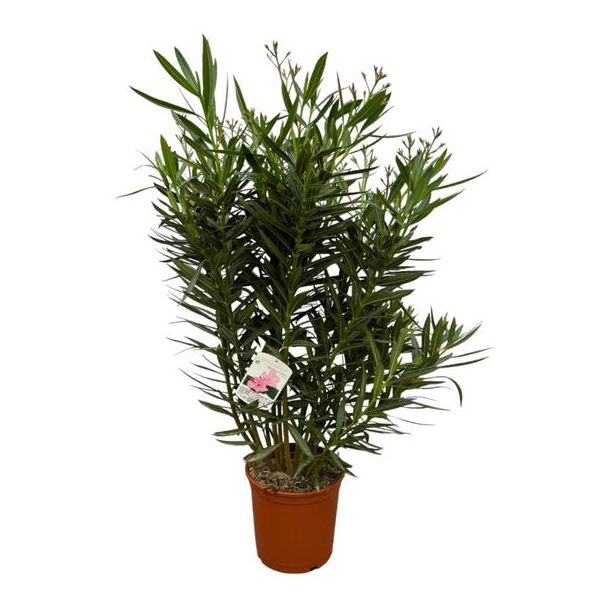 Oleanderstrauch mit weißen Blüten - 110 cm - Ø27 cm