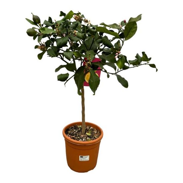 Zitrusbaum, Mediterran, Exotisch, Obstbaum, Calamondin, Zitrone - 80cm - Ø22cm für Innen- und Außenräume