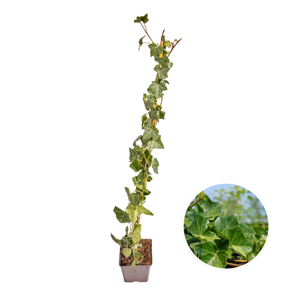 10 Stück Efeu, Efeu, Gestockt Farbe Grün, Hedera Hibernica, ↨80 - 100 cm, Ø 11 cm