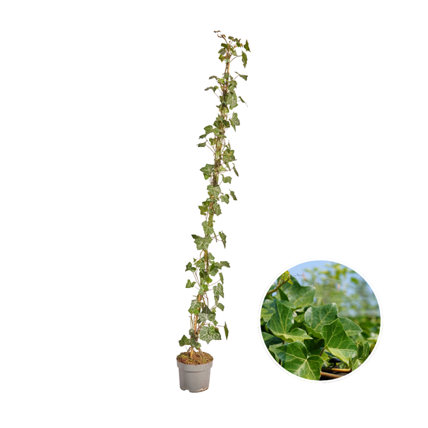 10 Stück Efeu, Gestockt, Kletterpflanze, Farbe Grün, Hedera Hibernica - 125 - 150 cm - 17 Ø