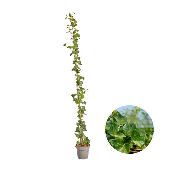 10 Stück Efeu, Gestockt, Kletterpflanze, Farbe Grün, Hedera Hibernica ↨150 - 175 cm - Ø 17