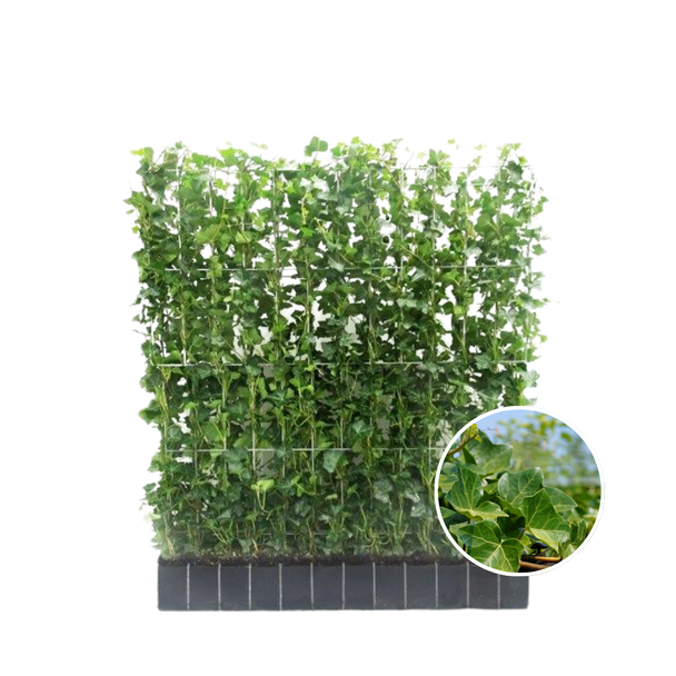 Efeu-Hecke, Kletterpflanze, Hecke, Farbe Grün, Hedera hibernica, ↔120 cm - ↨120 cm