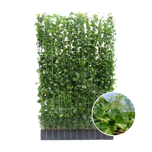 Kant-und-Klage Efeuhecke, Efeupflanze, Hecke, Farbe Grün, Hedera Hibernica, ↔120cm - ↨180 cm