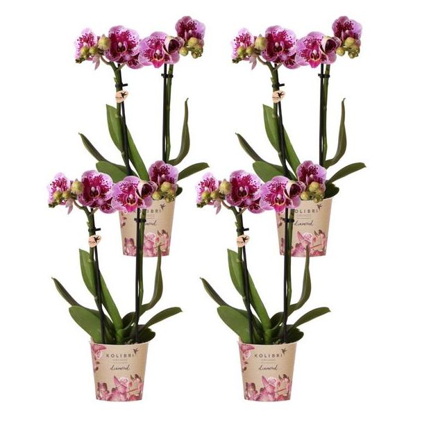 SET von 4 Schmetterlingsorchideen El Salvador, Farbe Rosa/Violett, Blühende Zimmerpflanze, Phalaenopsis-Orchideen, Topfgröße Ø9cm