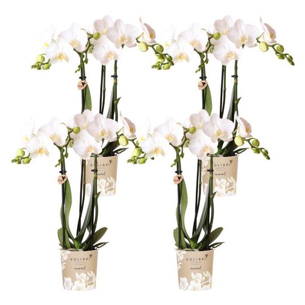 SET von 4 Schmetterlingsorchideen Amabilis, Farbe Weiß, Blühende Zimmerpflanze, Phalaenopsis-Orchideen, Topfgröße Ø9cm