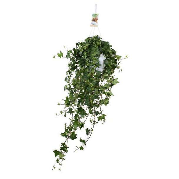 Große Hängepflanze Efeu Pitsburg - 45 cm hoch - Perfekt für Innenräume